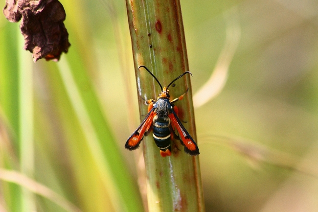 La mia prima Sesiidae, ma quale?  Pyropteron chrysidiforme